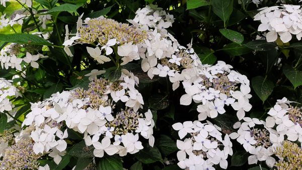 Hydrangea Macrophylla White Wave Kont 3 / 40-60 - Hortenzia Kalinolistá White Wave