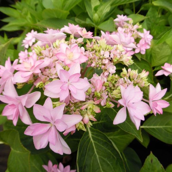 Hydrangea Macrophylla You And Me Romance Pink Kont 5 / 30-40 - Hortenzia Kalinolistá You And Me Romance Pink