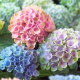 HYDRANGEA MACROPHYLLA kont 70 - Hortenzia KALINOLISTÁ