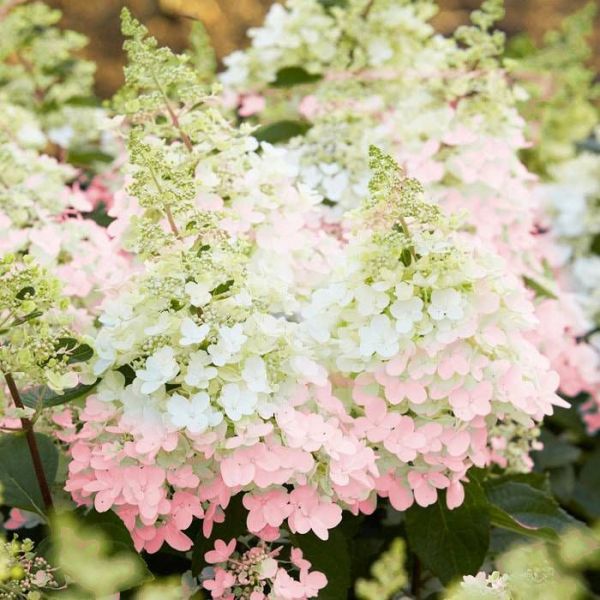 Hydrangea Paniculata Candlelight - Hortenzia Metlinatá Candelight