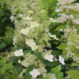 HYDRANGEA PANICULATA KYUSHU - Hortenzia METLINATÁ KYUSHU
