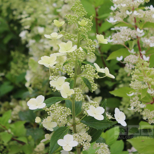 HYDRANGEA PANICULATA KYUSHU