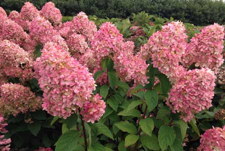 HYDRANGEA PANICULATA MAGICAL CANDLE kont 10 / 40-50