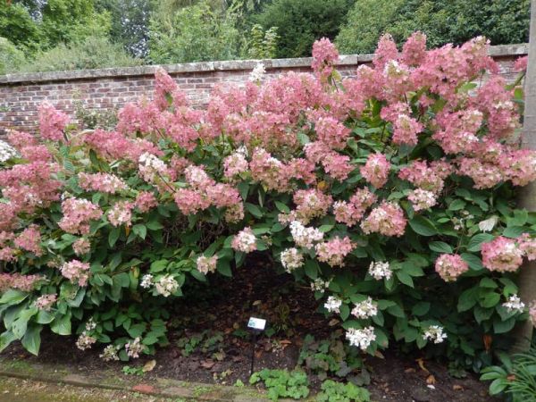 Hydrangea Paniculata Phantom - Hortenzia Metlinatá Phantom