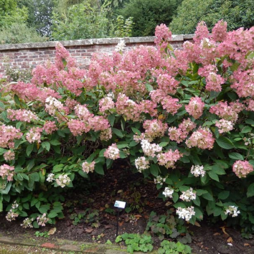 HYDRANGEA PANICULATA PHANTOM