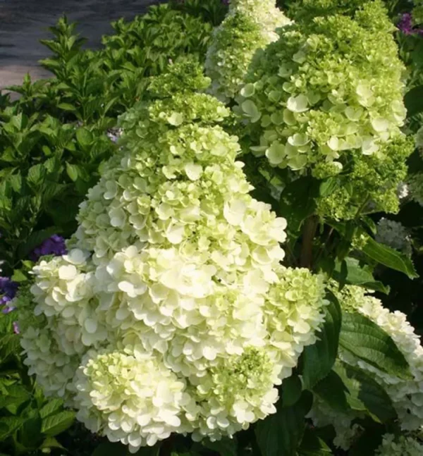 Hydrangea Paniculata Polar Bear ® - Hortenzia Metlinatá Polar Bear