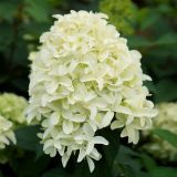 HYDRANGEA PANICULATA SKYFALL ® - Hortenzia METLINATÁ SKYFALL