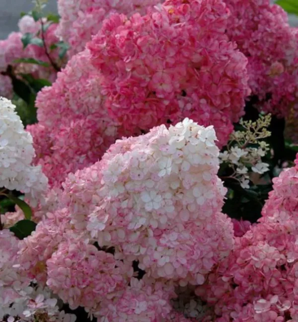 Hydrangea Paniculata Sundae Fraise ® - Hortenzia Metlinatá Sundae Fraise