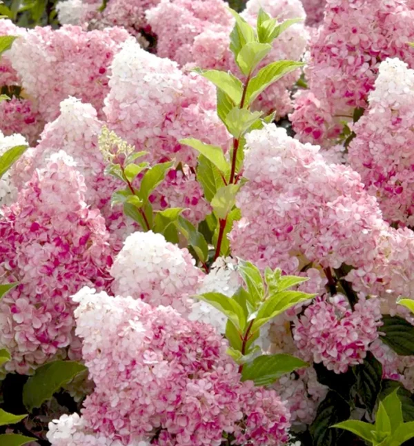 Hydrangea Paniculata Vanille Fraise ® - Hortenzia Metlinatá Vanille Fraise