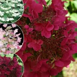 HYDRANGEA PANICULATA WIM´S RED - Hortenzia METLINATÁ WIM´S RED