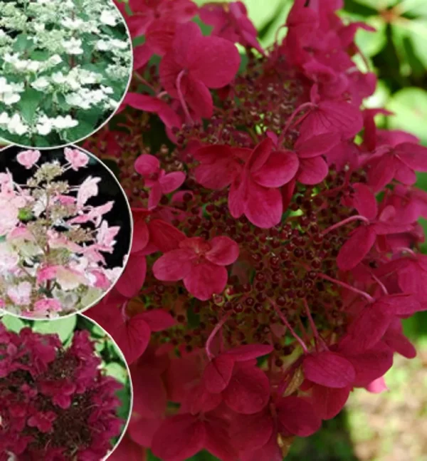 Hydrangea Paniculata Wim´s Red - Hortenzia Metlinatá Wim´s Red
