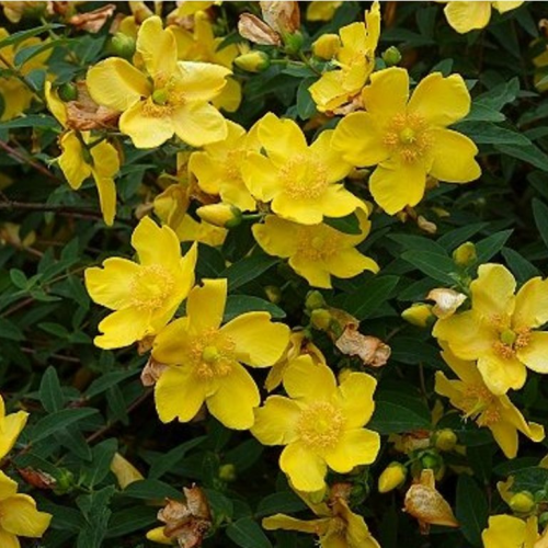 HYPERICUM HIDCOTE