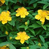 HYPERICUM CALYCINUM kont 2 / 20-30 - Ľubovník KALYŠKATÝ