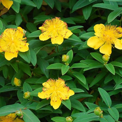 HYPERICUM CALYCINUM kont 2 / 20-30