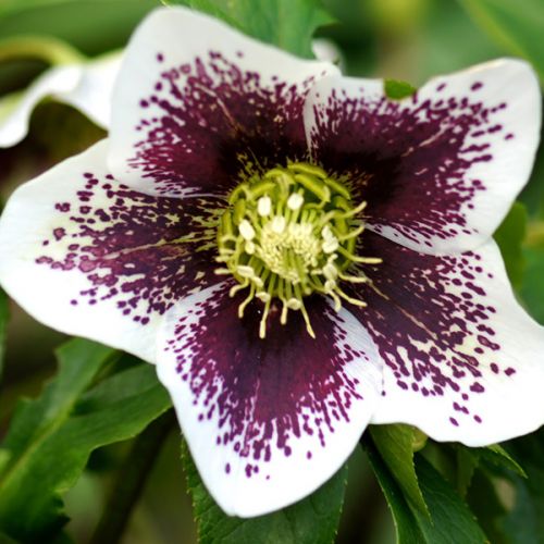 HELLEBORUS ® (druhy)