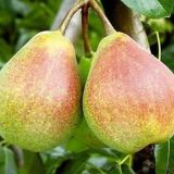 Hruška CLAPPOVÁ zimná odroda - Hruška CLAPPOVÁ zimná odroda