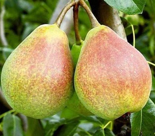 Hruška CLAPPOVÁ zimná odroda