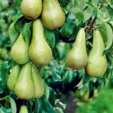 Hruška CONFERENCE kont 230 / 250+ - Hruška CONFERENCE