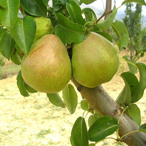 Hruška DECANA kont 10 / polkmeň