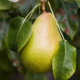 Hruška HARDYHO MASLOVKA zimná - Hruška HARDYHO MASLOVKA zimná