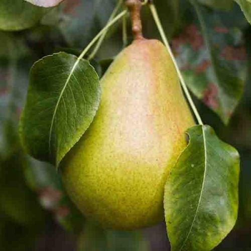 Hruška HARDYHO MASLOVKA zimná