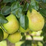 Hruška LUCASOVA zimná - Hruška LUCASOVA zimná