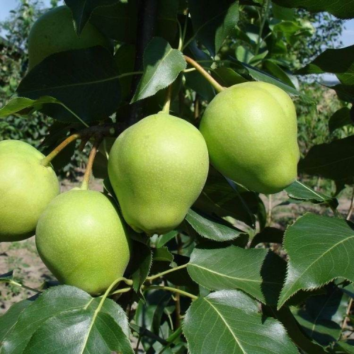 Hruška azijská EARLY SHU