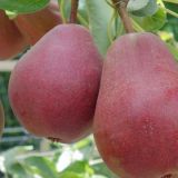 Hruška WILLIAMS kont 10 / polkmeň - Hruška WILLIAMS