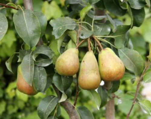 Hruška stĺpovitá PERO NANO