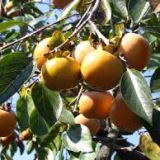 Hurmikaki DIOSPYROS KAKI PENDULA kont 25 / 175-200 - Ebenovník DIOSPYROS KAKI PENDULA