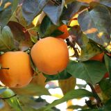 Hurmikaki DIOSPYROS KAKI kont 18-25 / polkmeň - Ebenovník DIOSPYROS KAKI