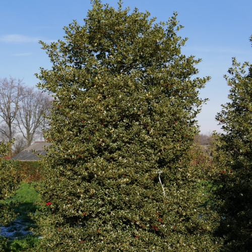 ILEX AQUIFOLIUM ARGENTEO MARGINATA