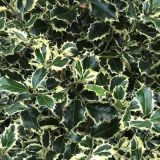 ILEX AQUIFOLIUM ARGENTEO MARGINATA - Cezmína STÁLOZELENÁ ARGENTEO MARGINATA