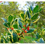 ILEX AQUIFOLIUM GOLDEN KING - Cezmína STÁLOZELENÁ GOLDEN KING