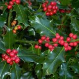 ILEX MESEREVAE BLUE ANGEL kont 4 / 30-40 - Cezmína MODRÁ BLUE ANGEL