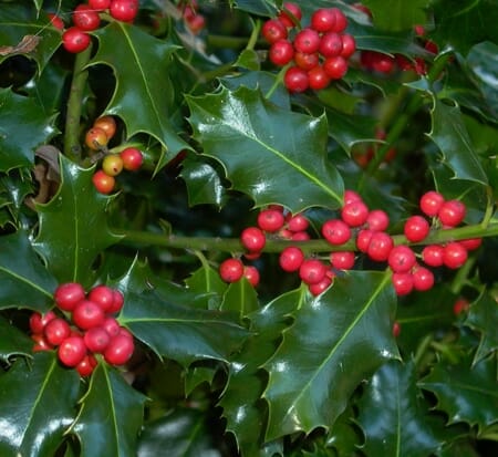 ILEX MESEREVAE BLUE ANGEL kont 4 / 30-40