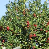 ILEX MESERVAE HECKENFEE - Cezmína MODRÁ HECKENFEE