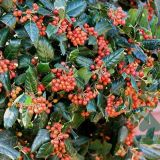 ILEX MUTCHAGARA NELLIE R. STEVENS kont 30 / d 60-70 / 08-10 / polkmeň - Cezmína OBECNÁ NELLIE R. STEVENS