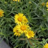 INULA (druhy) kont P9 - Oman