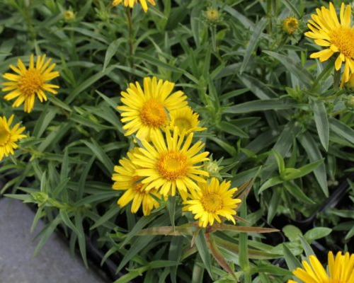 INULA (druhy) kont P9