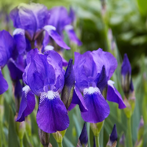 IRIS (druhy) kont P12-13