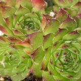 JOVIBARBA (druhy) kont P9 - Skalnica