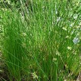 JUNCUS (druhy) kont P9 - Sítina ROZLOŽITÁ