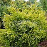 JUNIPERUS CHINENSIS KURIWAO GOLD kont 110 / 200-250 / bonsaj - Borievka ČÍNSKA KURIWAO GOLD