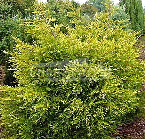 JUNIPERUS CHINENSIS KURIWAO GOLD kont 110 / 200-250 / bonsaj