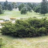 JUNIPERUS CHINENSIS MINT JULEP kont misa 50 / 100-120 / bonsaj - Borievka ČÍNSKA MINT JULEP