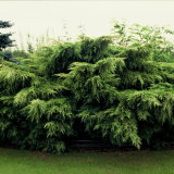 JUNIPERUS CHINENSIS PFITZERIANA AUREA kont 30 / 120+ / bonsaj - Borievka ČÍNSKA PFITZERIANA AUREA