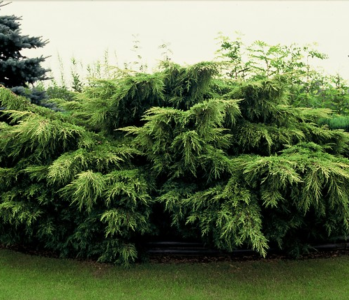 JUNIPERUS CHINENSIS PFITZERIANA AUREA kont 30 / 120+ / bonsaj