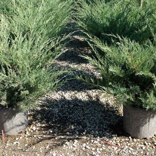 JUNIPERUS CHINENSIS PFITZERIANA GLAUCA kont 55 / 10-12 / pompon