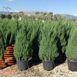 JUNIPERUS CHINENSIS STRICTA - Borievka ČÍNSKA STRICTA